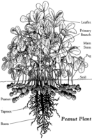 fruiting peanut plant showing subterranean peanut pods