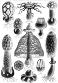 Fungal form (Basidiomycota) --by Ernst Haeckel