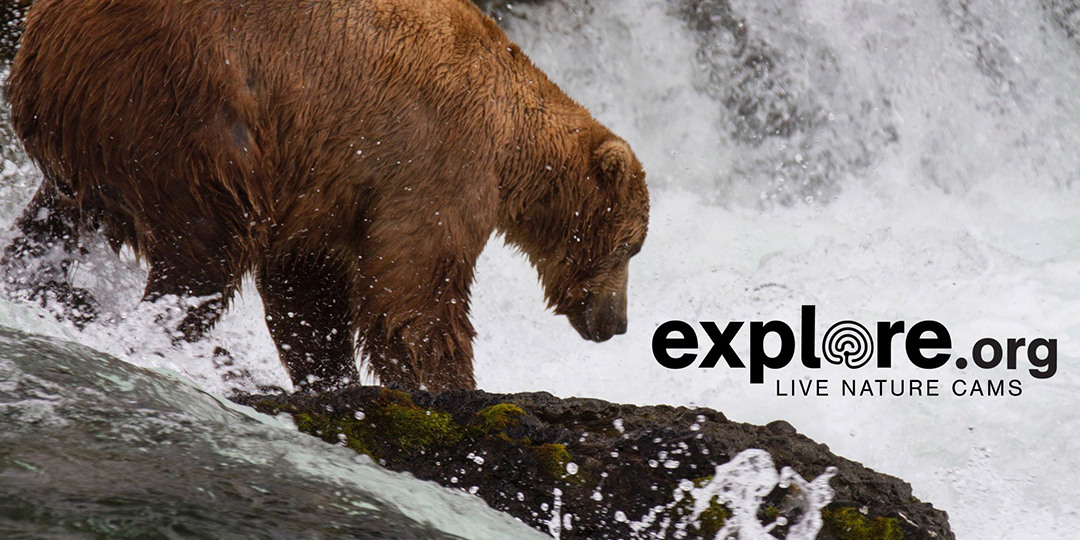 Grizzly fishing for salmon by rapids. Explore.org nature cams.