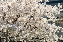 Cherry-Blossoms-01