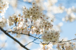 Cherry-Blossoms-03