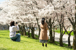 Cherry-Blossoms-04