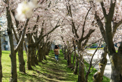 Cherry-Blossoms-05