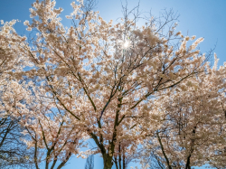 Cherry-Blossoms-08