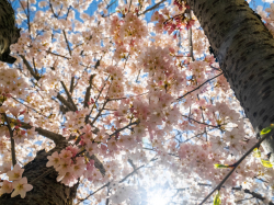 Cherry-Blossoms-11