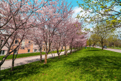 calumet_cherry-blossoms2