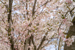 calumet_cherry-blossoms3