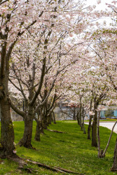 calumet_cherry-blossoms4