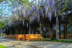 schulich-wisteria1