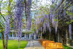 schulich-wisteria3