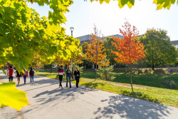 library-lane-walking-autumn10