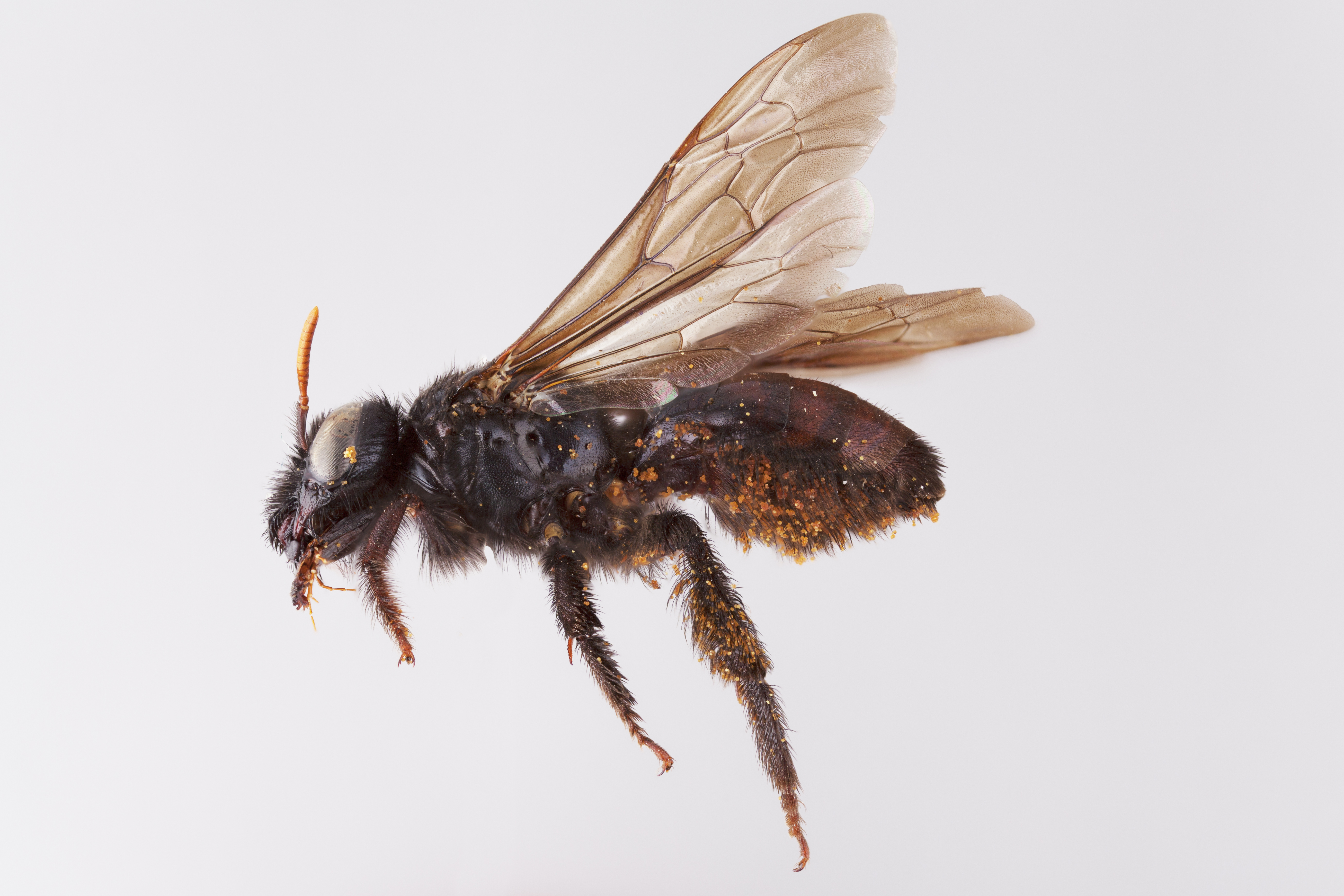 Bee Genera of the World - Packer Lab - York University