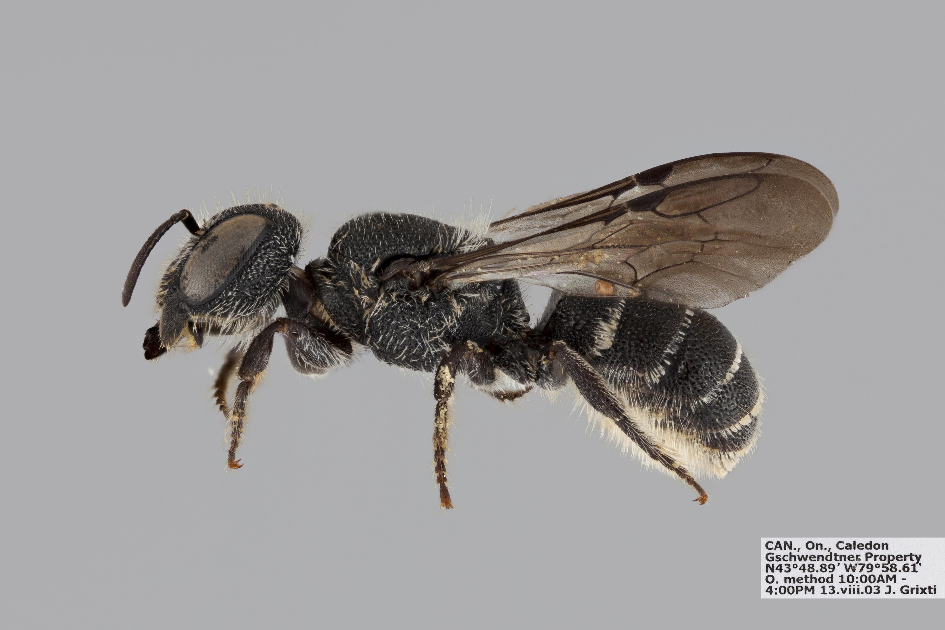 Bee Genera of the World - Packer Lab - York University