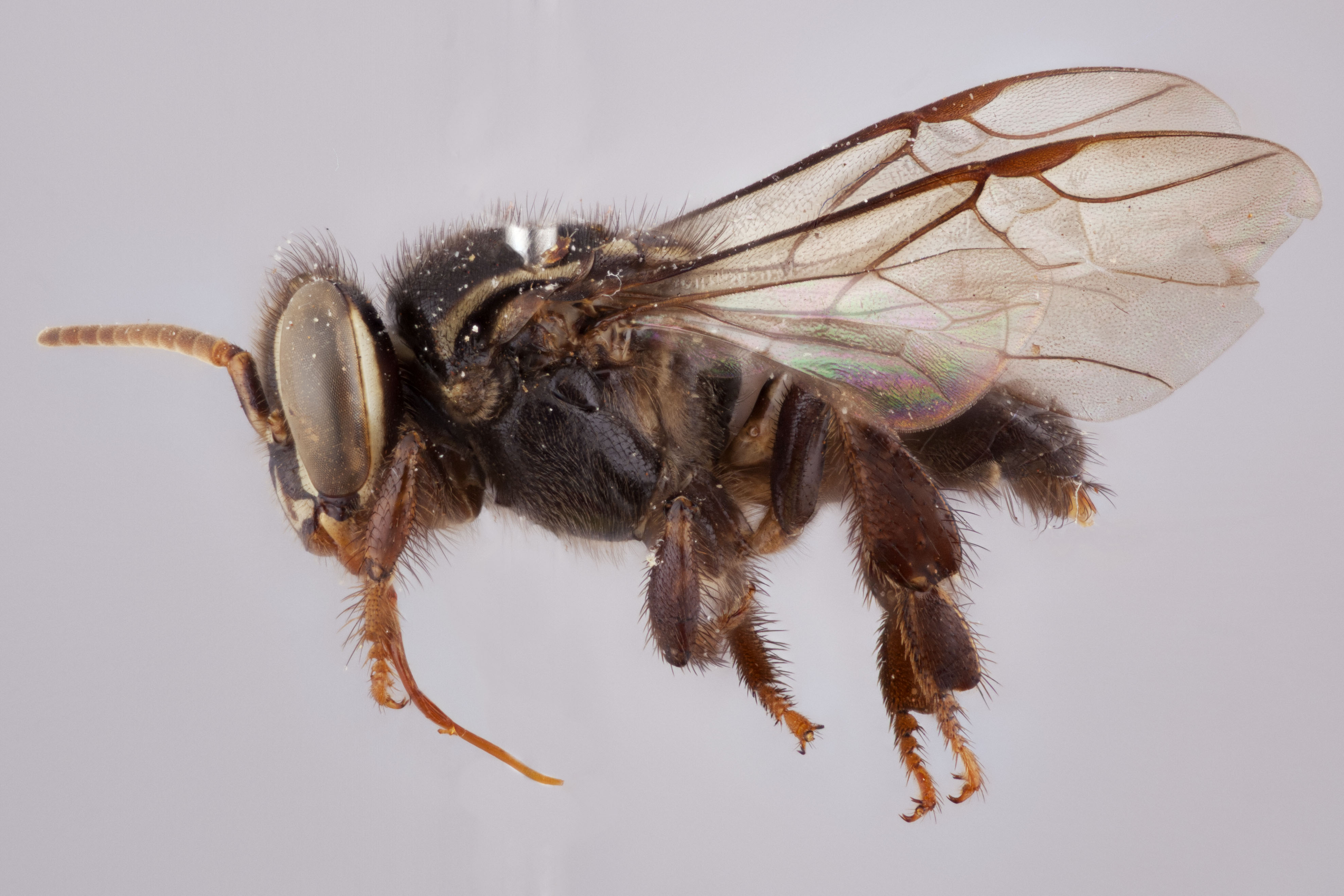 Bee Genera of the World - Packer Lab - York University