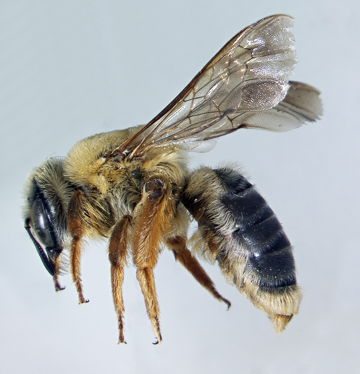 Bee Genera of the World - Packer Lab - York University