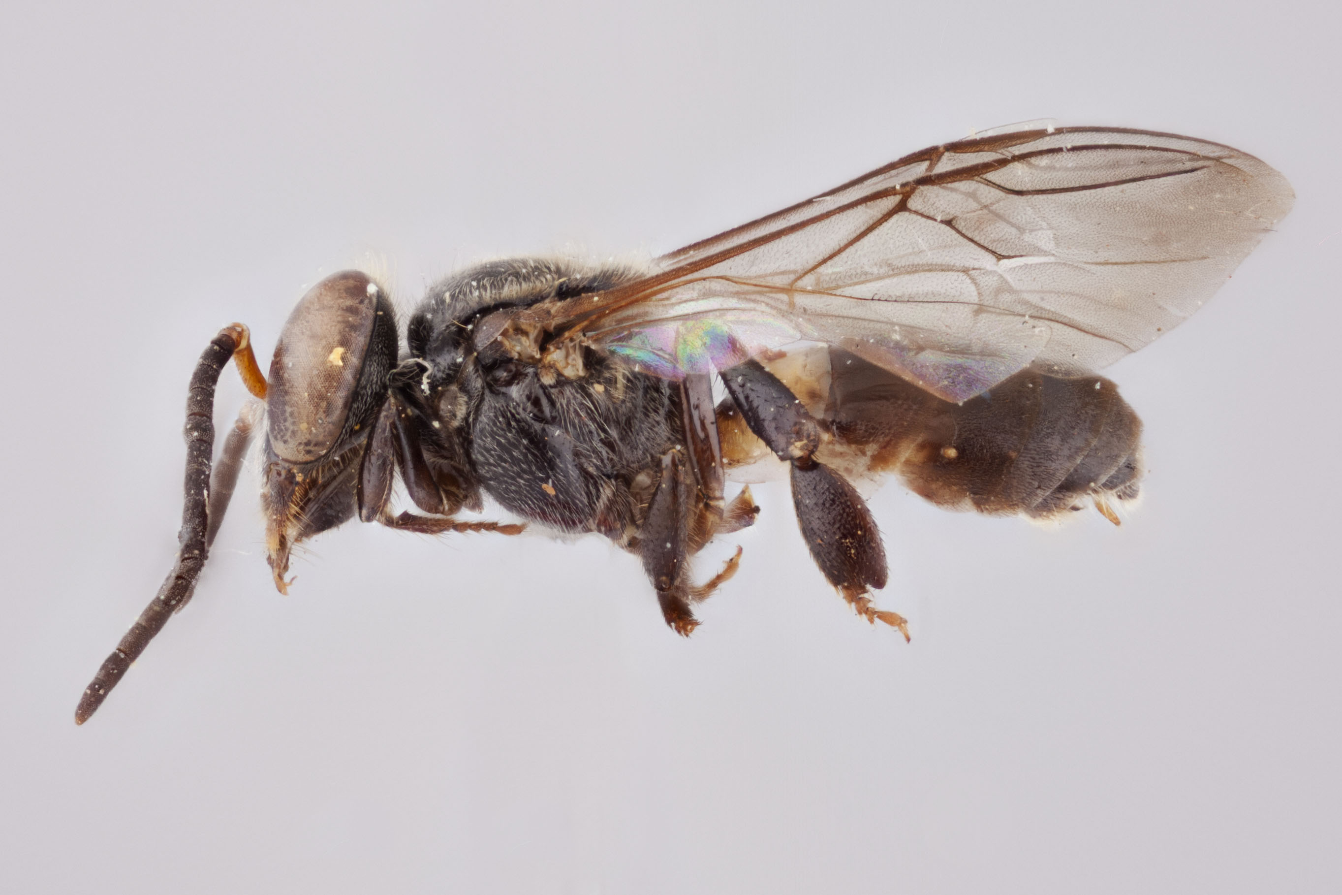 Bee Genera of the World - Packer Lab - York University