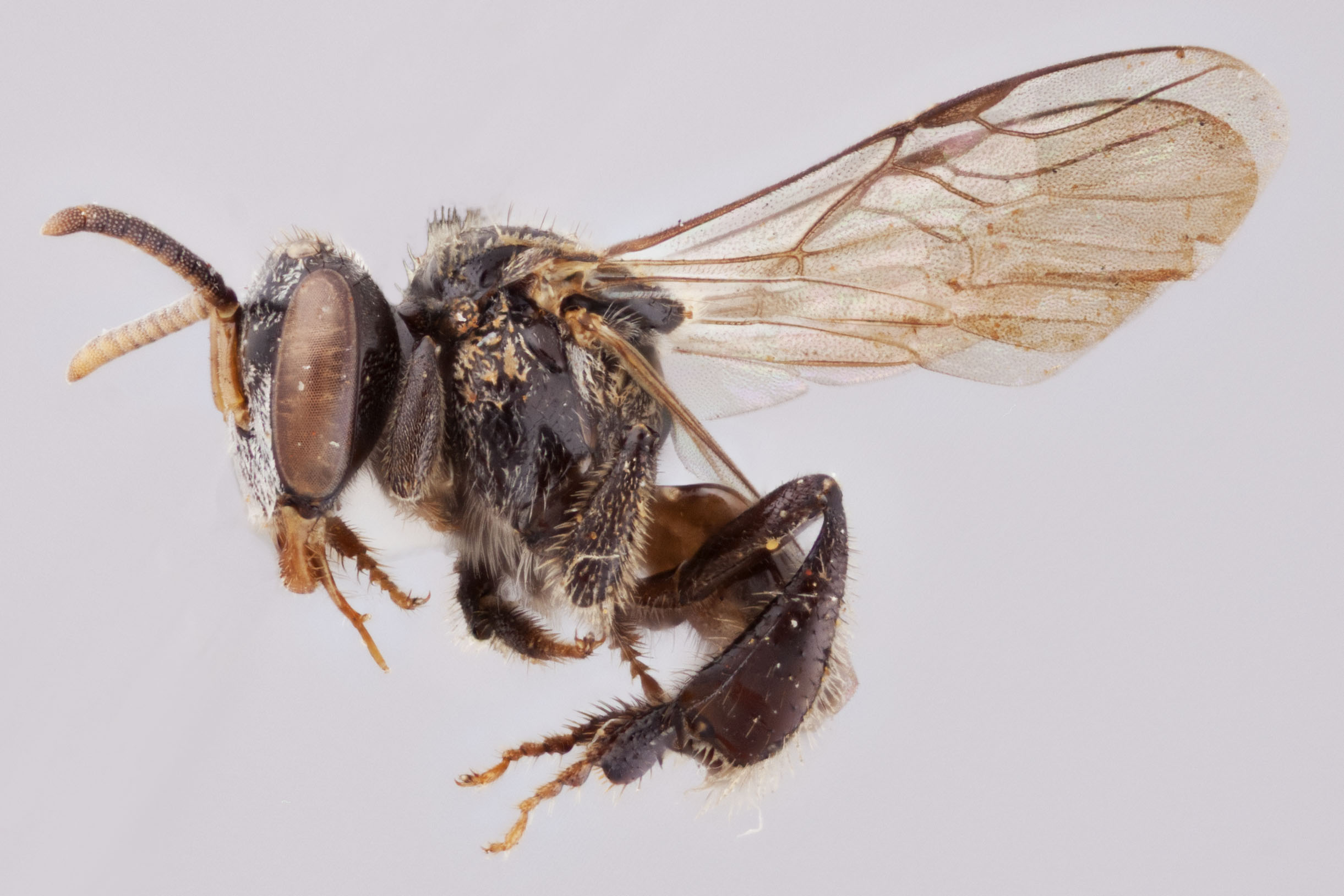 Bee Genera of the World - Packer Lab - York University