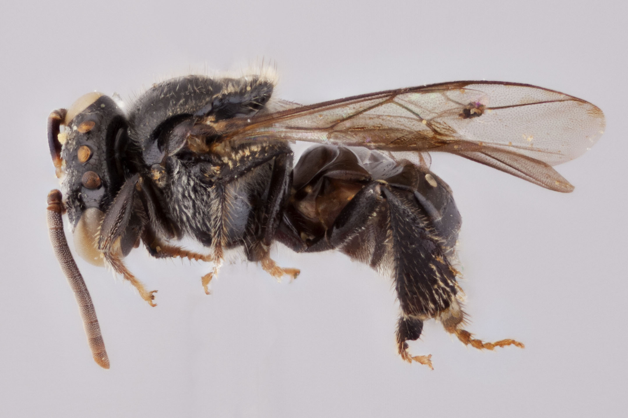 Bee Genera of the World - Packer Lab - York University