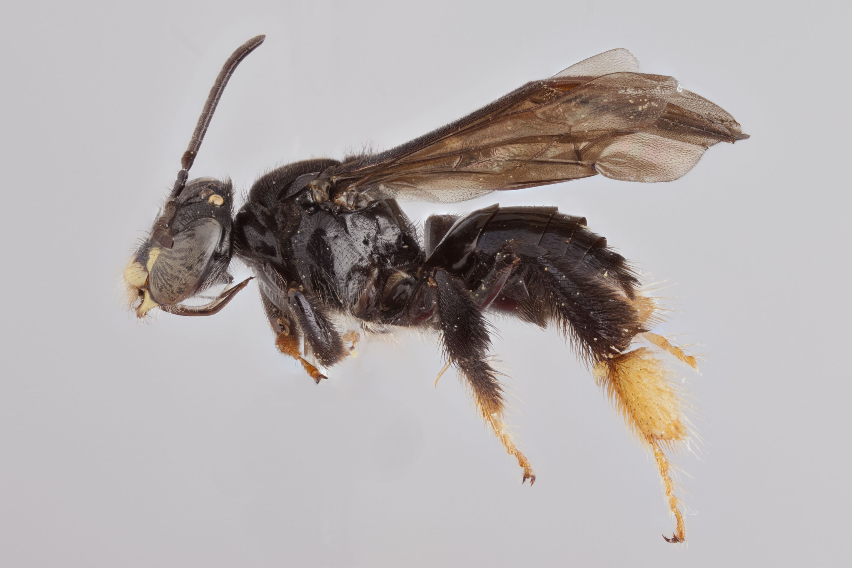 Bee Genera of the World - Packer Lab - York University