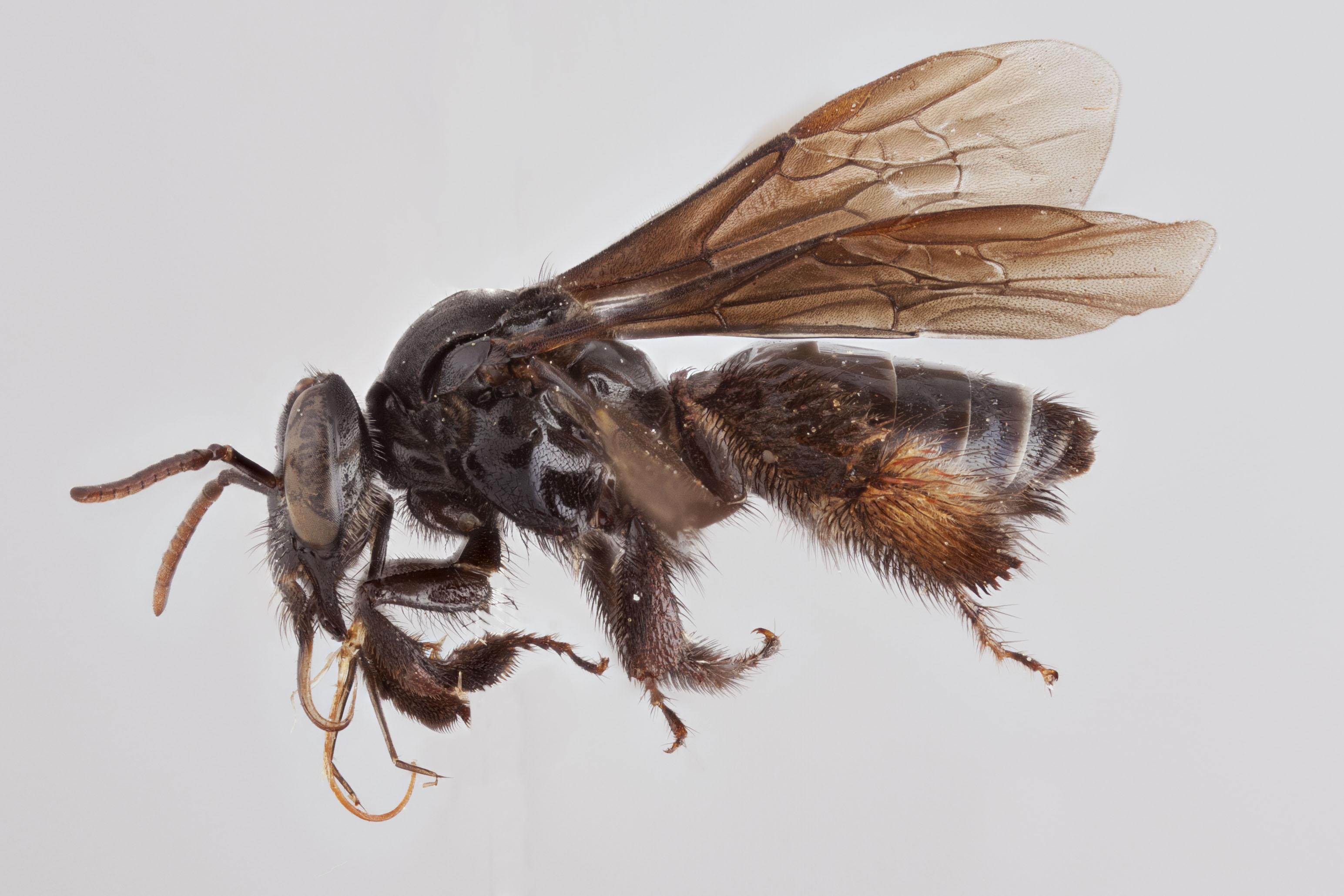 Bee Genera of the World - Packer Lab - York University