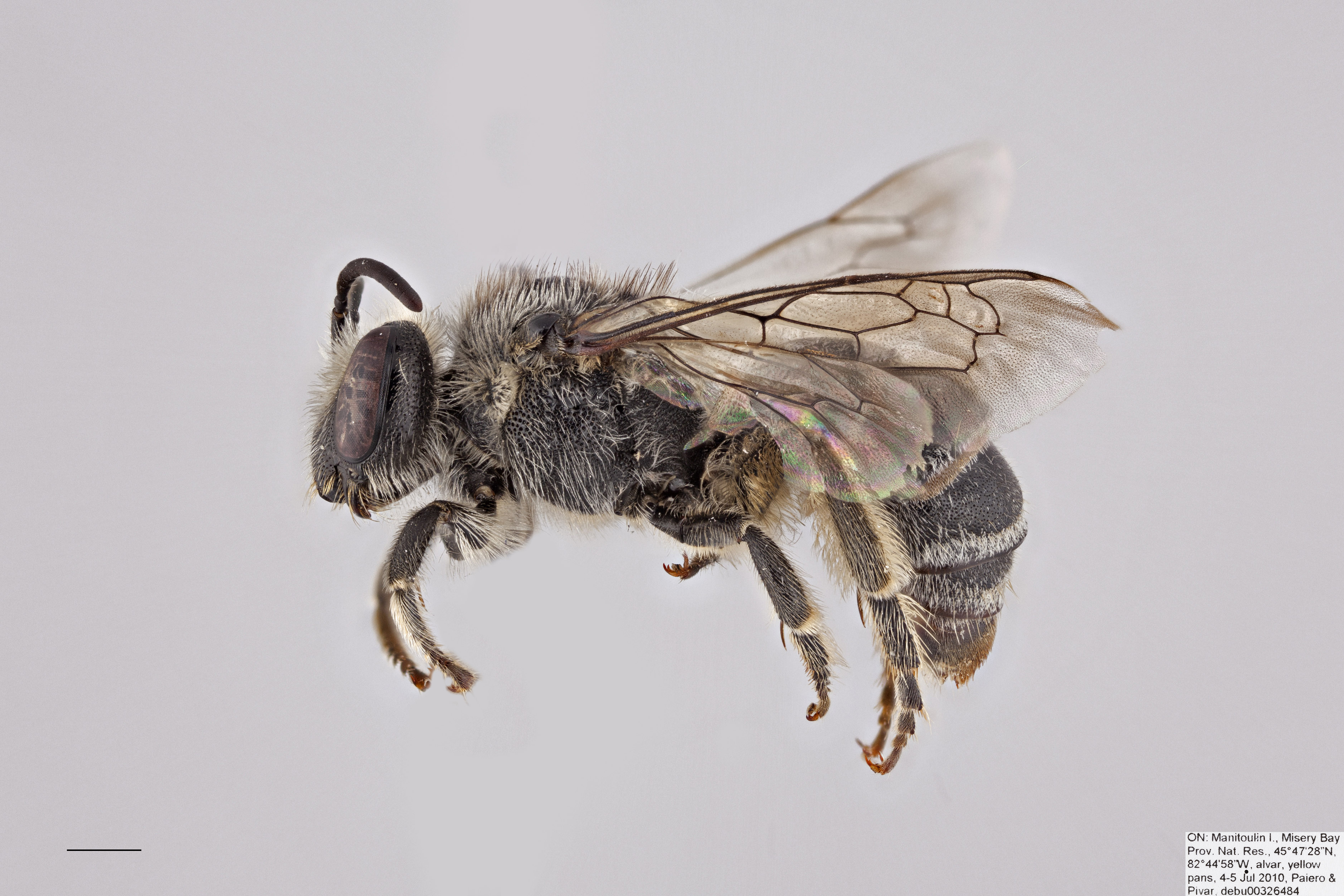 Bees of Canada - Packer Lab - York University