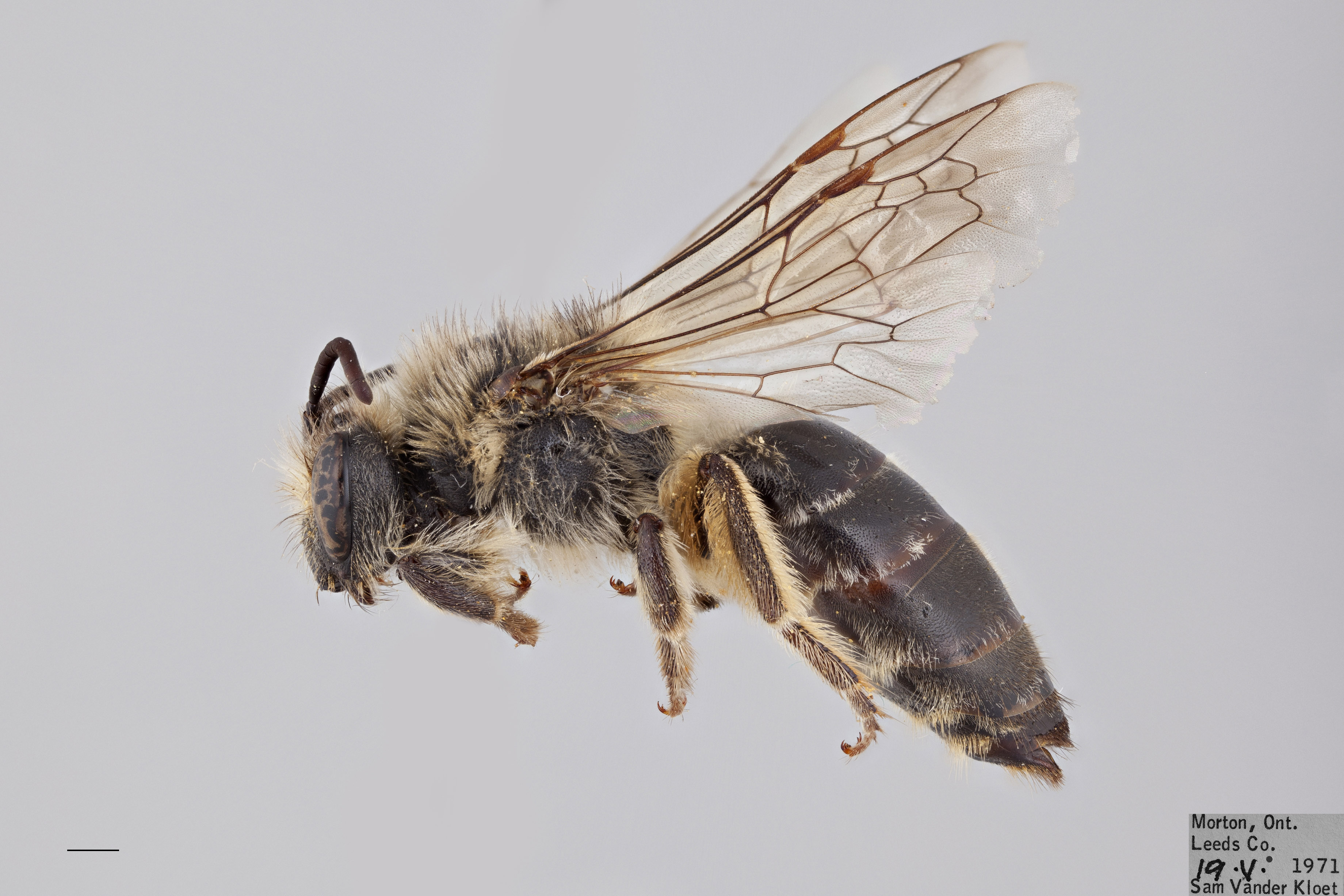 Bees of Canada - Packer Lab - York University