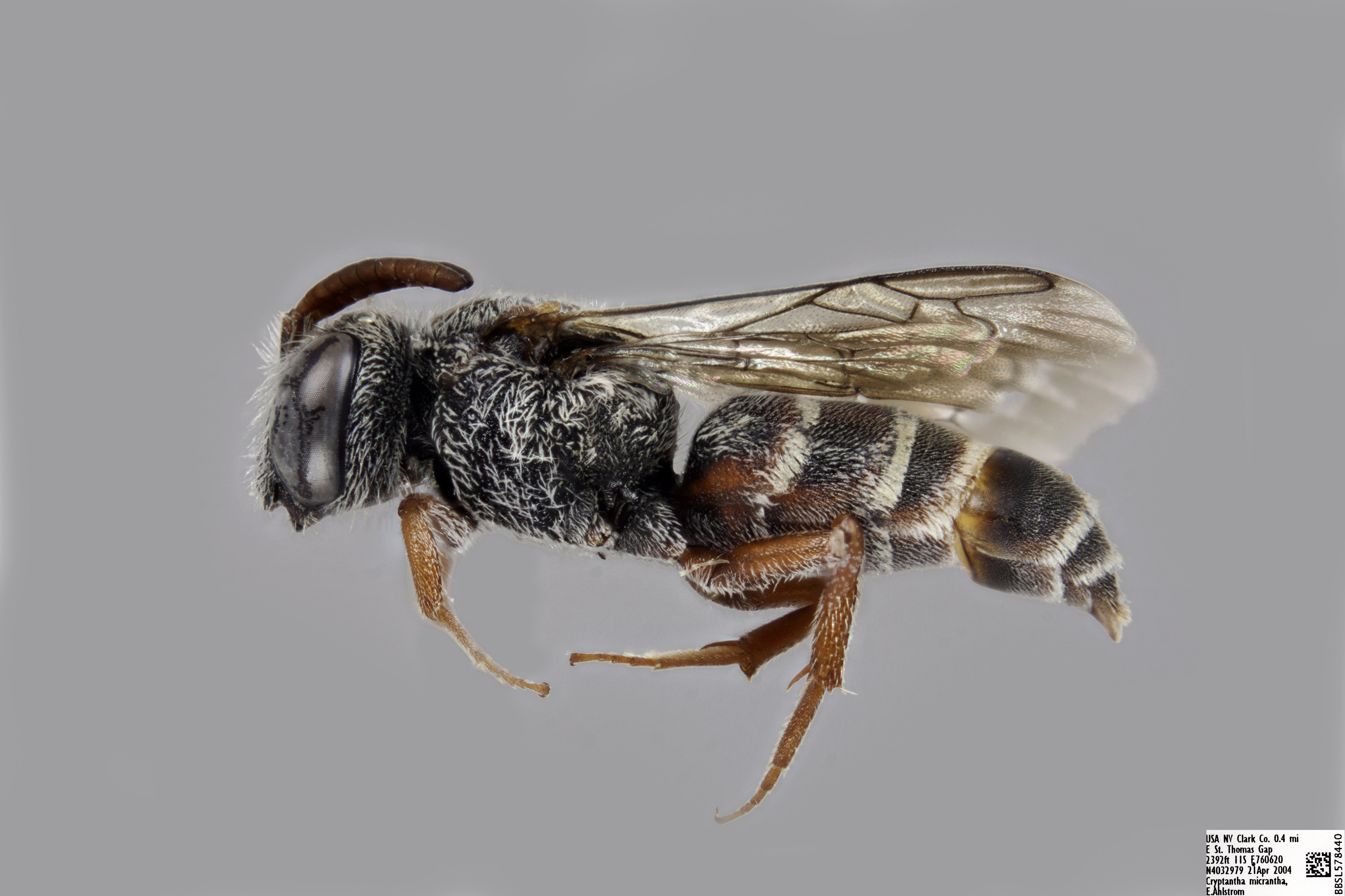 Bees of Canada - Packer Lab - York University