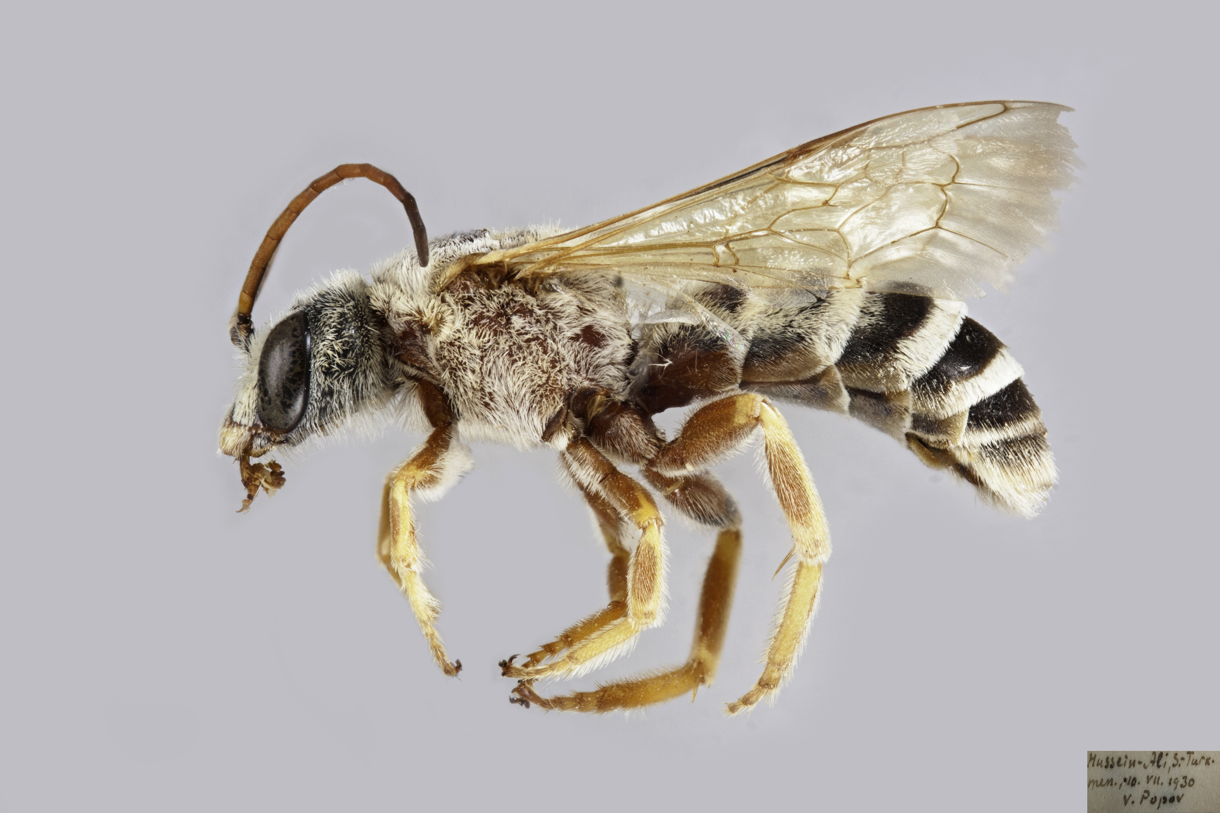 Bee Tribes Of The World - Packer Lab - York University