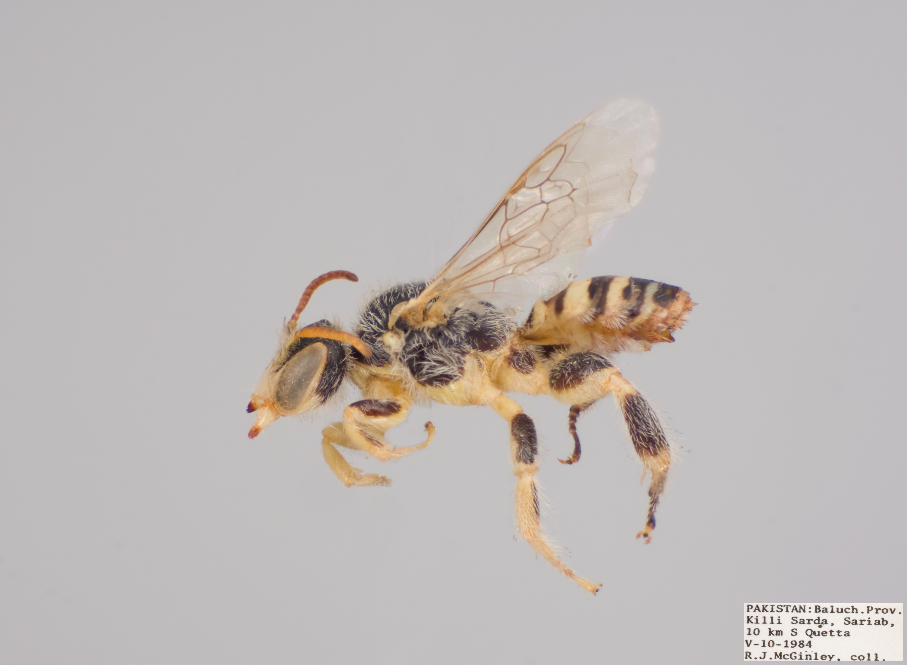 Bee Tribes Of The World - Packer Lab - York University