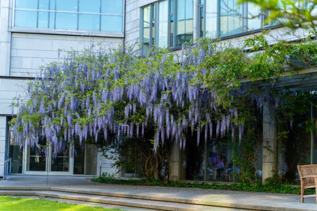 Wisteria greenery on Keele Campus, York University.