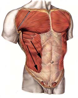 Abdominal muscles, illustration - Stock Image - C047/6057