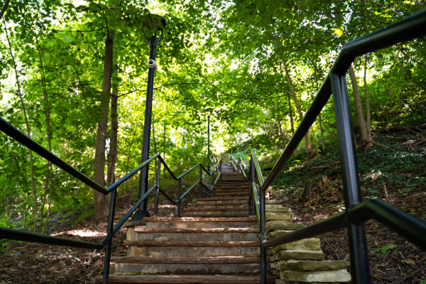 stairway in a forrest