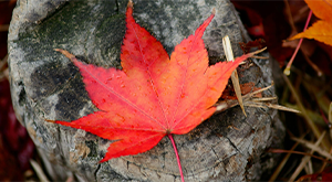 Image of a red maple leaf on a rock