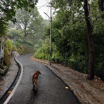 dog walking on a road in Panjab