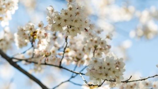 Cherry Blossoms