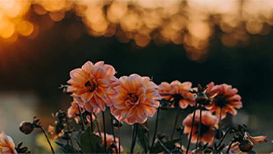 orange flowers in the field