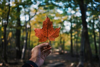 Hand holding leaf. The photo is by Guillaume Jaillet on Unsplash.