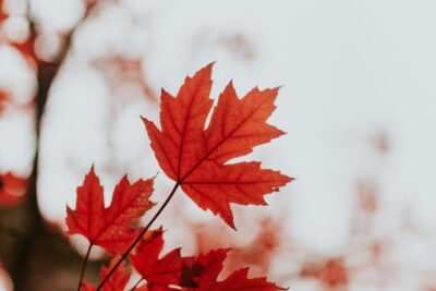 Close up of red maple leaves. Photo: by Cole Keister on Unsplash.