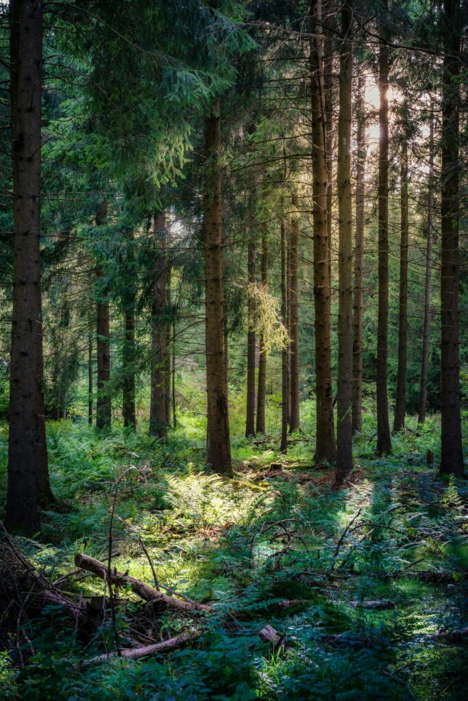 A dense forest. The photo is by Daniel Sessler on Unsplash.