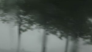 blurry picture of trees and fog