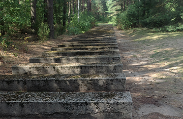 Stone steps in a forrest