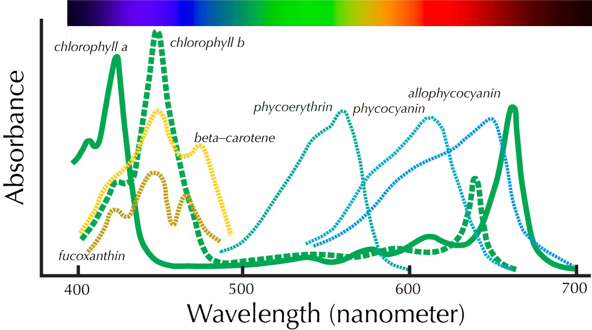 Хлорофиллы поглощают свет. Спектр поглощения пигмента хлорофилла. Спектры поглощения хлорофилла и каротиноидов. Спектры поглощения пигментов фотосинтеза. Спектры поглощения пигментов растений.