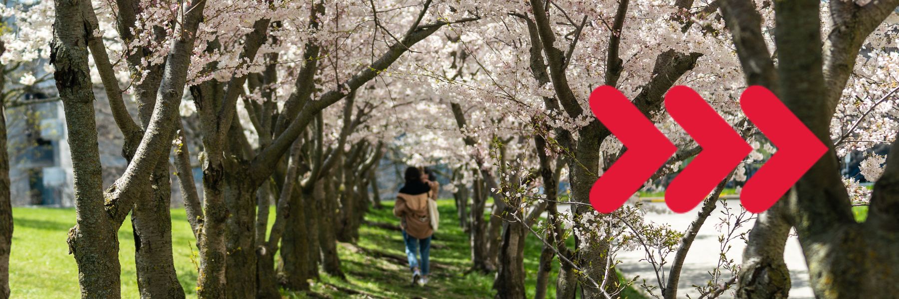 York U Forward Action Plan website launches