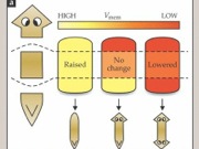 Bioelectric Signaling Controls Tissue Shape and Structure