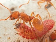 Butterflies That Trick Ants With Sound