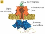 Single-Molecule Sensing with Nanopores