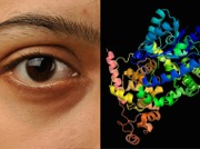 Humans Have a Magnetic Sensor in Our Eyes, but Can We Detect Magnetic Fields?