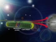 Mapping the Folding Process of a Single Membrane Protein