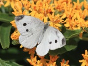 Butterflies Teach Scientists How to Boost Solar Cell Efficiency