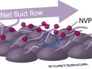 The Left-Right Polarity Puzzle: Determining Embryonic Handedness